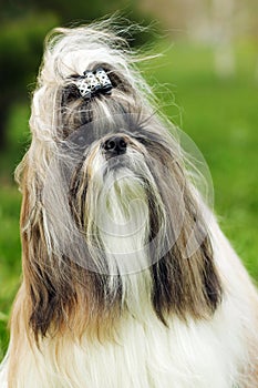 Dog breed Shih Tzu