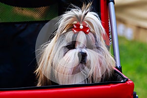 Dog breed Shih Tzu