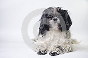 Dog breed shih tzu on a white