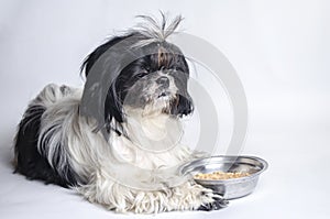 Dog breed shih tzu on a white