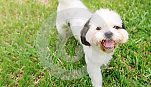 Dog breed Shih-Tzu White fur That is in the garden of grass.