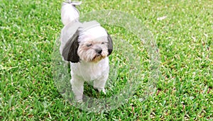 Dog breed Shih-Tzu White fur That is in the garden of grass.