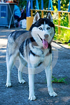 Dog breed Siberian husky