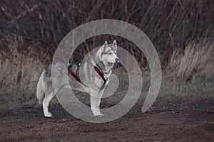 Dog breed Siberian Husky