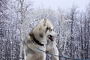 Dog breed Siberian Husky