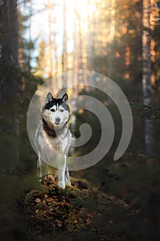 Dog breed Siberian Husky