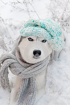 Dog breed Siberian husky with blue eyes in winter hat and scarf