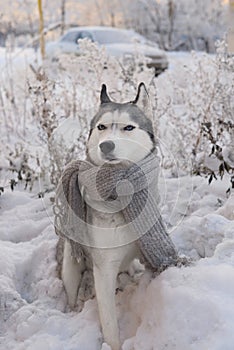 Dog breed Siberian husky with blue eyes in winter scarf