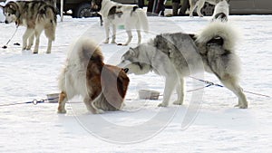 Dog breed Siberian husky, huskies, malamutes