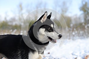 dog breed Siberian Husky in the late autumn in the woods