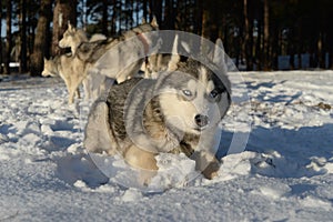 Dog breed Siberian Husky lying in the snow