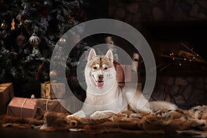Dog breed siberian husky, portrait dog on a studio color background, Christmas and New Year.