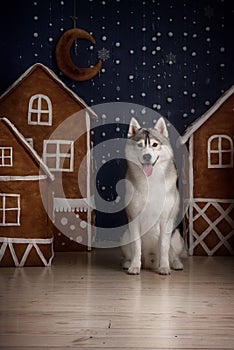 Dog breed siberian husky, portrait dog on a studio color background, Christmas and New Year.