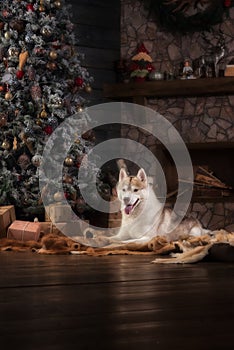 Dog breed siberian husky, portrait dog on a studio color background, Christmas and New Year.