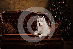 Dog breed siberian husky, portrait dog on a studio color background, Christmas and New Year.