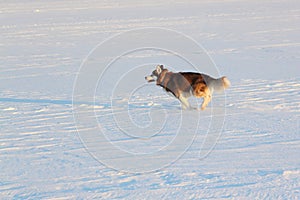 Dog of breed the Siberian Husky running on a snow beach