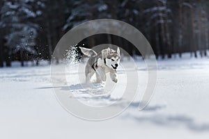 Dog breed Siberian Husky running on a snowy