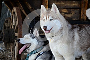 Dog breed Siberian Husky in a rustic barn