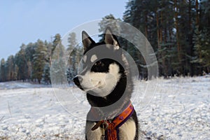 dog breed Siberian Husky in training