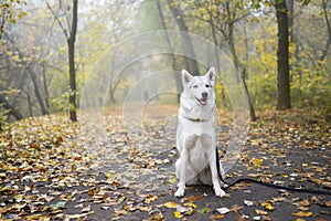 Dog breed Siberian Husky walking in autumn forest