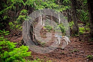 Dog breed Siberian Husky walking in autumn forest