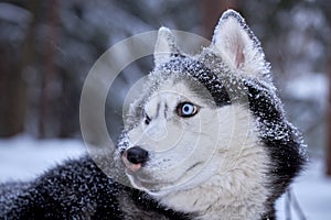 Dog breed Siberian Husky walking in winter forest