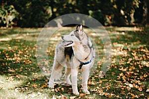 Dog breed Siberian Husky walks in autumn park