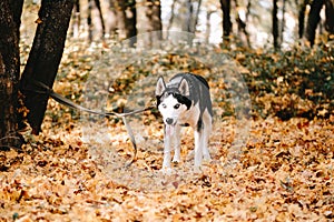 Dog breed Siberian Husky walks in autumn park