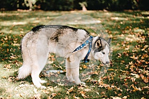 Dog breed Siberian Husky walks in autumn park