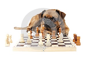 Dog Breed Small Brabant with chess photo