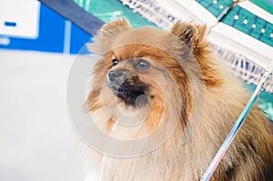 Dog breed Spitz in a portable cage, red spitz sits under an umbrella at a dog show resting