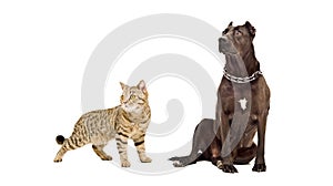 Dog breed Staffordshire Terrier and cat Scottish Straight together