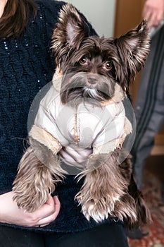 Dog breed Terrier in the arms of a mistress