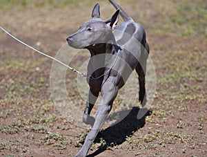 Dog breed Thai Ridgeback or Mah Thai