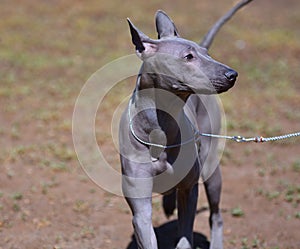 Dog breed Thai Ridgeback or Mah Thai