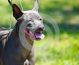 Dog breed Thai Ridgeback or Mah Thai