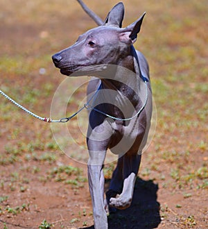 Dog breed Thai Ridgeback or Mah Thai