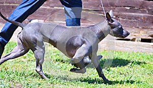 Dog breed Thai Ridgeback or Mah Thai