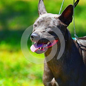 Dog breed Thai Ridgeback or Mah Thai