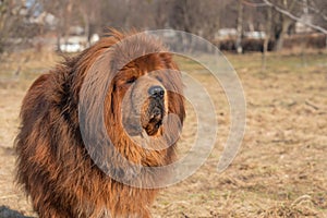 Dog breed tibetan mastiff. Animal is standing on the lawn