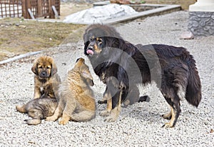 Dog breed Tibetan Mastiff with puppies