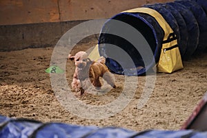 Dog of breed toy poodle of red color runs out of tunnel and sand flies from under paws. Speed and agility, sports with dog.