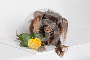 Dog breed toy terrier chocolate brown animal lie with yellow rose. Studio shot on white background