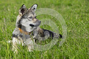 Dog breed Visigoth Spitz