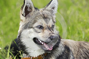 Dog breed visigoth spitz