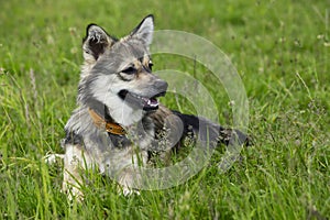 Dog breed Visigoth Spitz photo