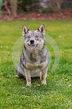 The dog breed Visigoth Spitz or Swedish Vallhund is lying on green grass photo