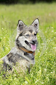 Dog breed Visigoth Spitz