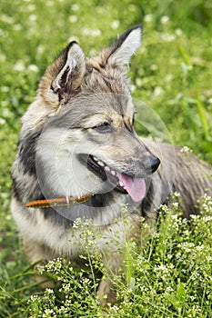 Dog breed Visigoth Spitz