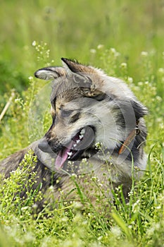 Dog breed Visigoth Spitz